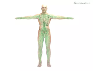 Bild: Lymphsystem (frontal)