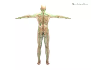 Bild: Lymphsystem (dorsal)