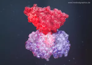Bild: Choleratoxin