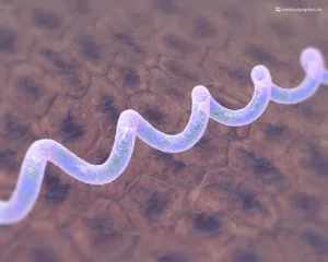 Bild: Borreliose-Bakterium