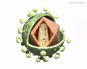 Bild: Anatomie HI-Virus