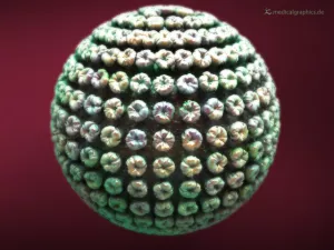 Bild: Hepatitis-B Virus