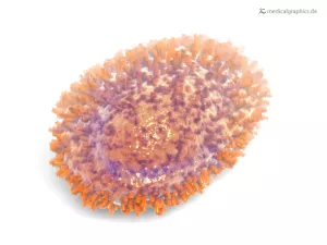 Bild: Schweinegrippevirus