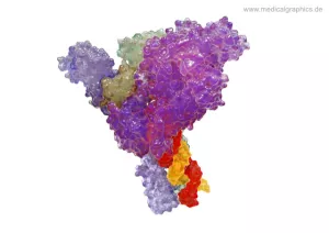 Bild: Coronavirus Polymerase