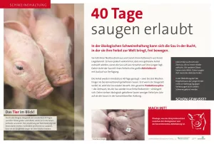 Text: Schautafel ökologische Schweinehaltung: Abferkelung