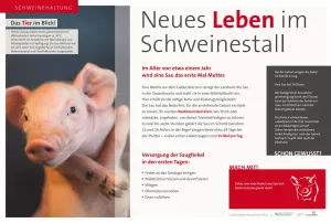 Text: Schautafel Schweinehaltung: Abferkelung