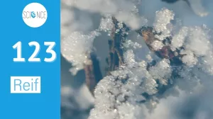 Video: Reif