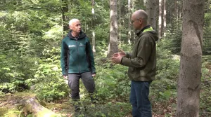 Video: 16) Frühe Überführungsphase von Fichten-betonten Altersklassenwäldern hin zu plenterartigen Wäldern