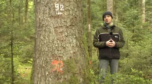 Video: 12) Risiken im Plenterwald