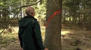 Video: 19) Prinzipien beim Auszeichnen in der Überführung von Fichten-betonten Altersklassenwäldern hin zu plenterartigen Wäldern