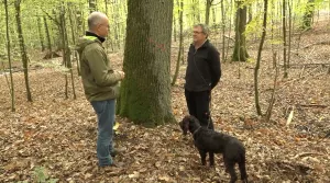 Video: Auszeichnen und Hieb im Oberholz in Iphofen (Teil 3)