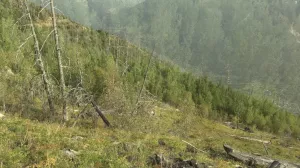Video: Grundlagen der Störungsökologie nach einem Waldbrand (Teil 1)