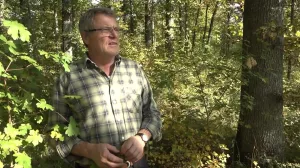 Video: Aufwuchs Unterholz und Einfluss des Klimawandels auf die Mittelwaldbewirtschaftung in Iphofen (Teil 4)