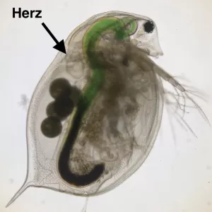 Webseite: Digitale Datenerfassung und Datenverarbeitung im Biologieunterricht am Beispiel eines Experiments mit dem Wasserfloh Daphnia magna