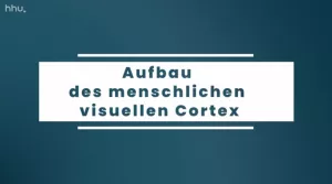 Video: Bildklassifikation und Bildsegmentierung | 05 | Aufbau des menschlichen visuellen Cortex (MP4)