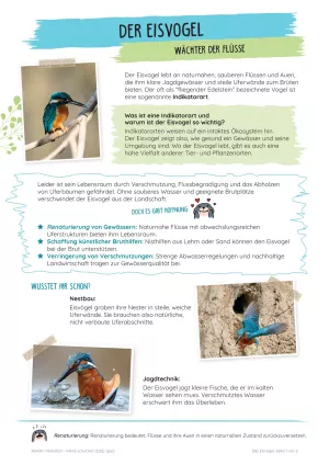 Unterrichtsbaustein: Der Eisvogel | Wächter der Flüsse