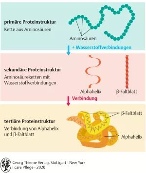Bild: I care Pflege | Pflegebasismaßnahmen | Aufbau von Proteinen (Grafik)