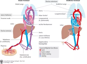 Bild: I care Pflege | Pflege bei speziellen Erkrankungen | Fetaler und kindlicher Kreislauf (Grafik)