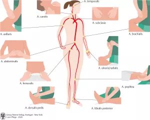 Bild: I care Pflege | Pflegebasismaßnahmen | Pulsmessorte (Grafik)