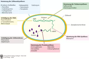 Bild: I care Krankheitslehre | Grundlagen | Angriffspunkte der Antibiotika (Grafik)