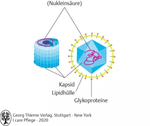Bild: I care Krankheitslehre | Grundlagen | Aufbau eines Viruspartikels mit Hülle (Grafik)