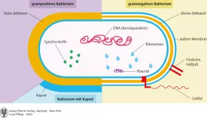 Bild: I care Krankheitslehre | Grundlagen | Aufbau einer Bakterienzelle (Grafik)