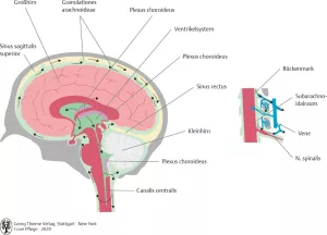 Bild: I care Krankheitslehre | Spezielle Krankheitslehre | Liquorzirkulation (Grafik)