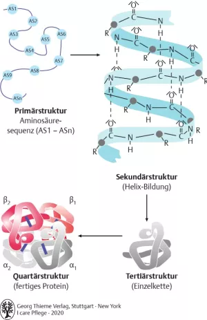 Bild: I Care Anatomie | Grundlagen | Proteinstruktur (Grafik)