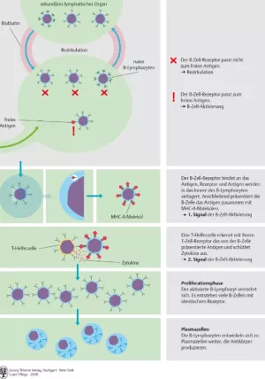 Bild: I Care Anatomie | Organsysteme | Aktivierung eines naiven B Lymphozyten (Grafik)