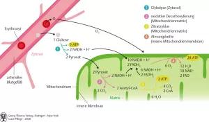 Bild: I Care Anatomie | Grundlagen | Aerobe Energiegewinnung aus Glukose (Grafik)