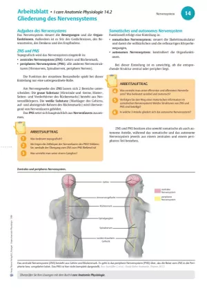 Arbeitsblatt: I Care Anatomie | Organsysteme | Einteilung Nervensystem (Arbeitsblatt)