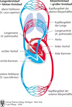 Bild: I Care Anatomie | Organsysteme | Körperkreislauf und Lungenkreislauf (Grafik)