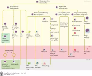 Bild: I Care Anatomie | Organsysteme | Blutbildung Hämatopoese (Grafik)