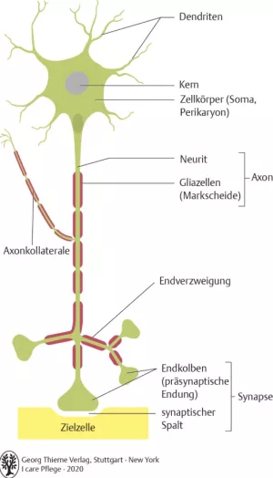 Bild: I Care Anatomie | Grundlagen | Aufbau eines Neurons (Grafik)