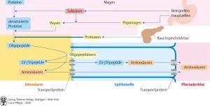 Bild: I Care Anatomie | Organsysteme | Eiweißverdauung (Grafik)