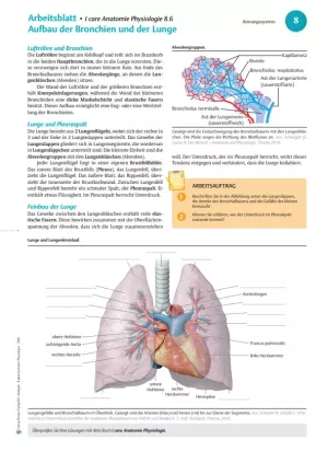 Arbeitsblatt: I Care Anatomie | Organsysteme | Aufbau der Lunge (Arbeitsblatt)