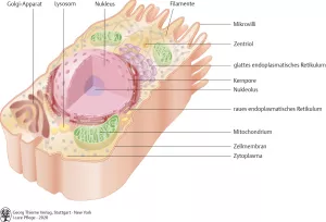 Bild: I Care Anatomie | Grundlagen | Aufbau einer Körperzelle (Grafik)
