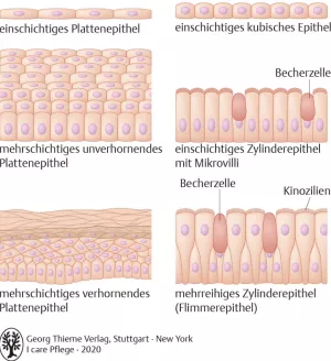 Bild: I Care Anatomie | Grundlagen | Einteilung der Oberflächenepithelien (Grafik)