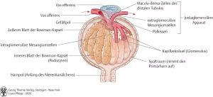 Bild: I Care Anatomie | Organsysteme | Feinbau eines Nierenkörperchens (Grafik)