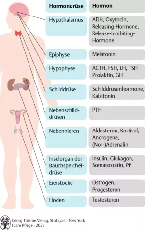 Bild: I Care Anatomie | Organsysteme | Hormone (Grafik)