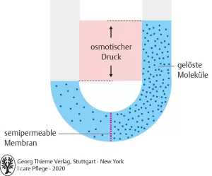 Bild: I Care Anatomie | Grundlagen | Osmose (Grafik)