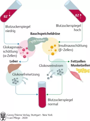 Bild: I Care Anatomie | Organsysteme | Wirkung von Insulin und Glukagon (Grafik)