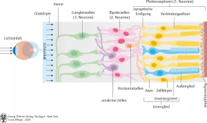 Bild: I Care Anatomie | Organsysteme | Aufbau der Retina (Grafik)