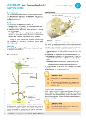 Arbeitsblatt: I Care Anatomie | Grundlagen | Nervengewebe (Arbeitsblatt)