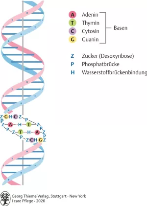 Bild: I Care Anatomie | Grundlagen | Aufbau der DNA (Grafik)