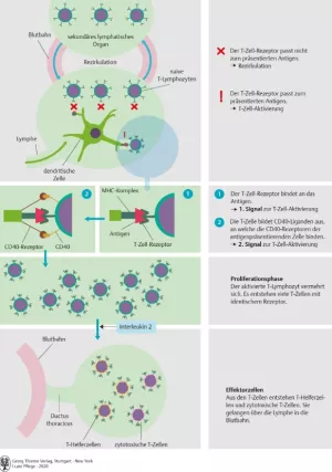 Bild: I Care Anatomie | Organsysteme | Aktivierung eines naiven T Lymphozyten (Grafik)