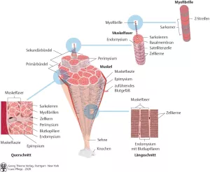 Bild: I Care Anatomie | Grundlagen | Aufbau eines Skelettmuskels (Grafik)