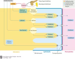 Bild: I Care Anatomie | Organsysteme | Kohlenhydratverdauung (Grafik)