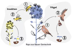 Bild: Mögliche Ausbreitungswege von Pflanzen aus Neuer Gentechnik (NGT) – Das Beispiel NGT-Raps