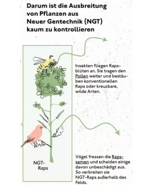 Simulation: Darum ist die Ausbreitung von Pflanzen aus Neuer Gentechnik kaum zu kontrollieren